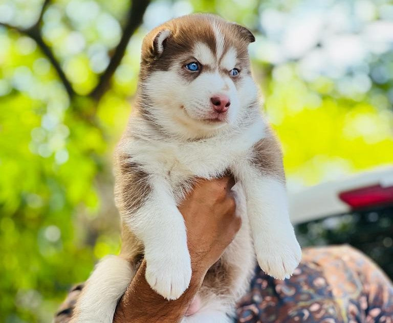 Siberian Husky price in Kolkata