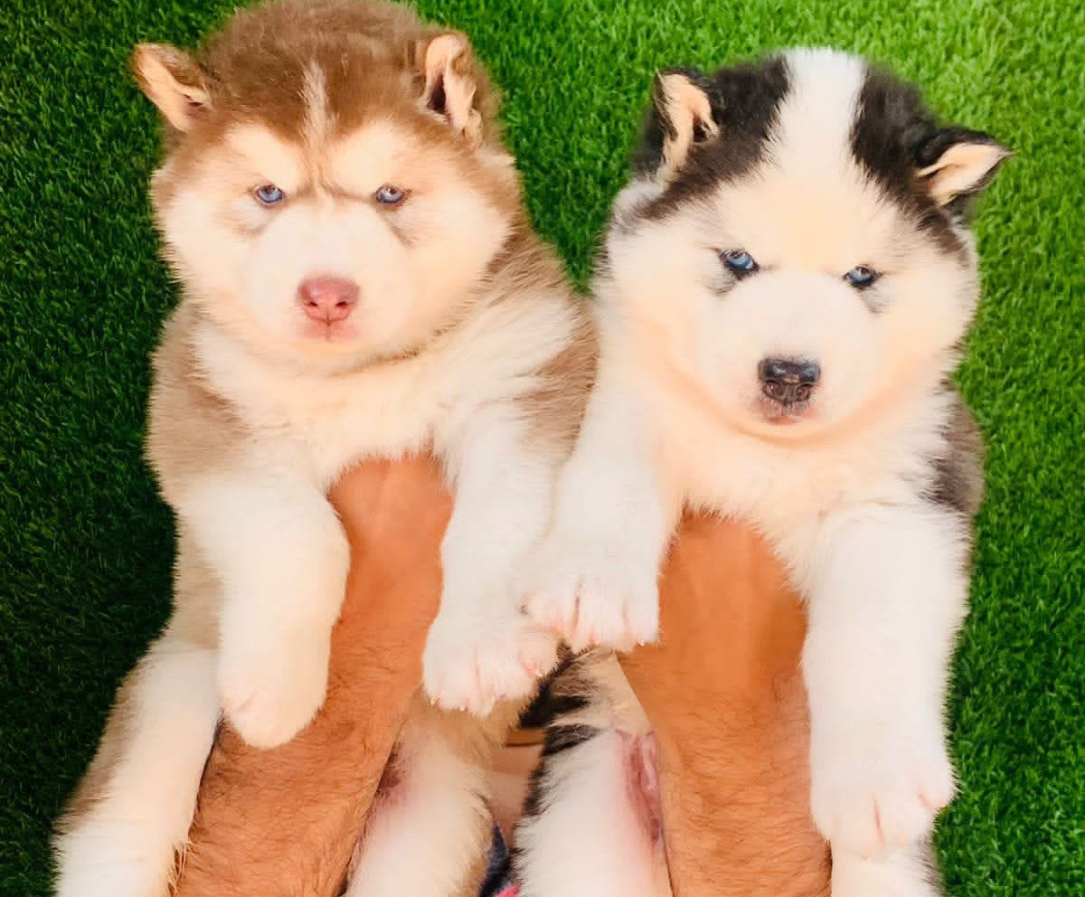 Blue Eyes Female Huskies For Sale Siberian Husky Puppies For Sale