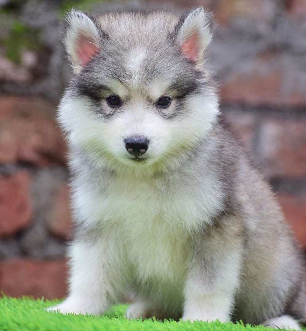 Mysore Husky Dog Shop Near Me Siberian Husky Price In India