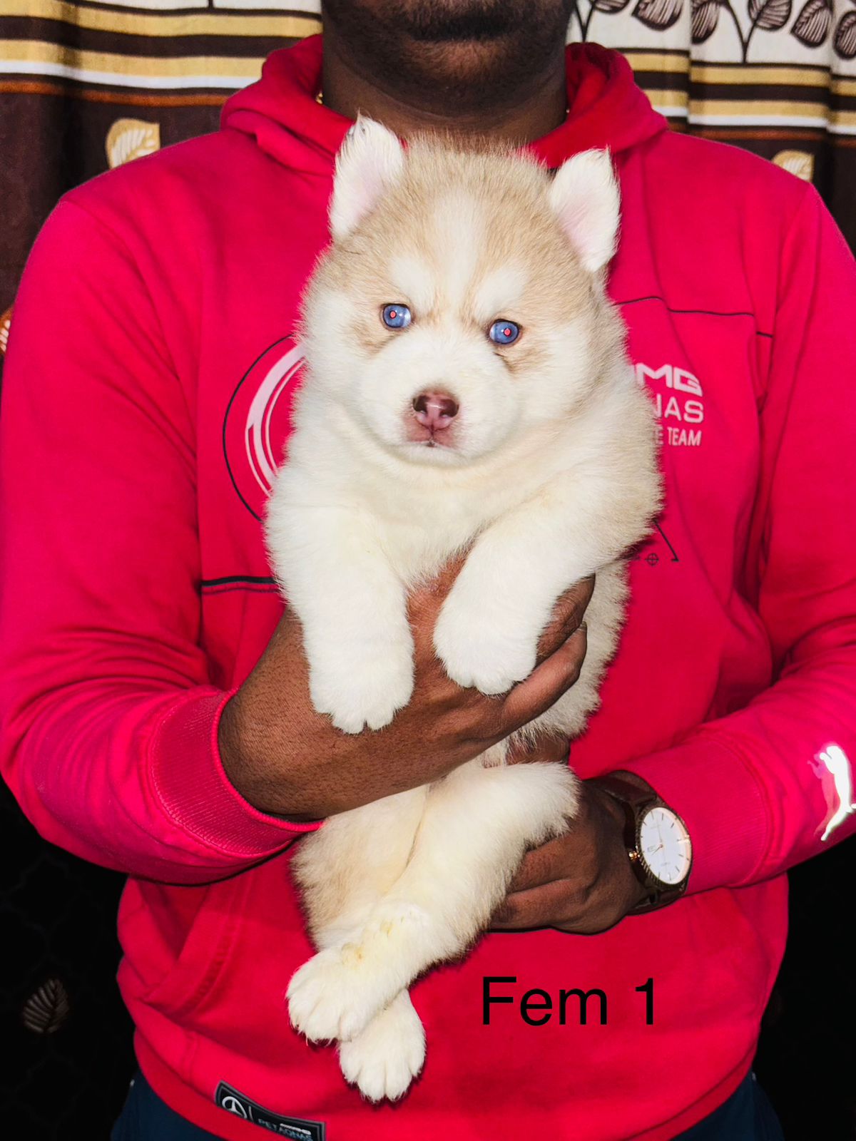 Siberian Husky pet shop in Vizag