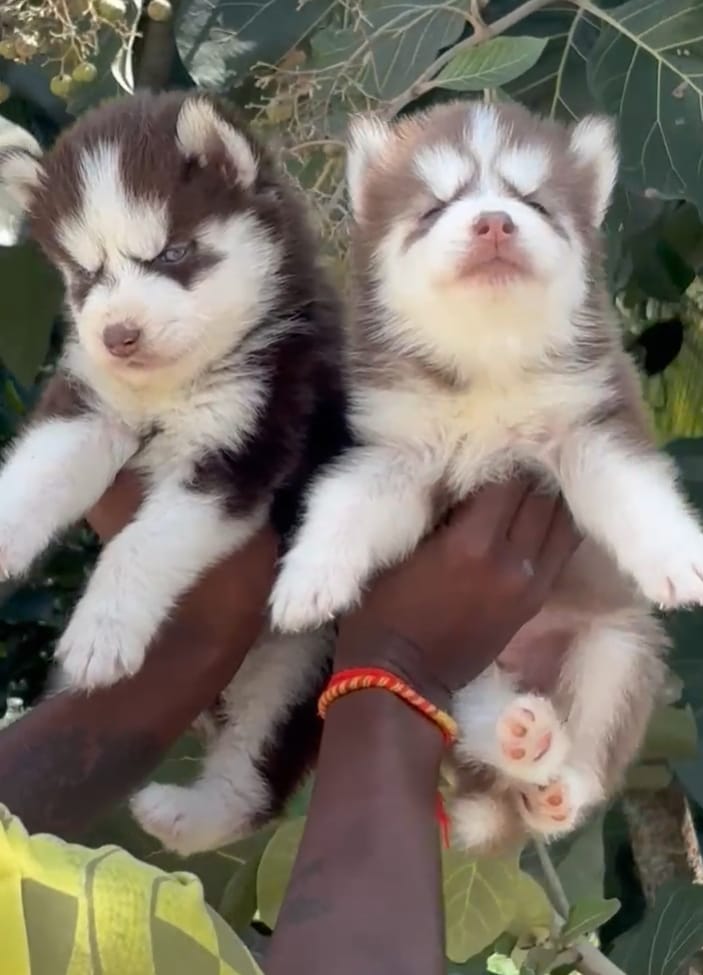Buy Siberian Husky puppies online from Vizag