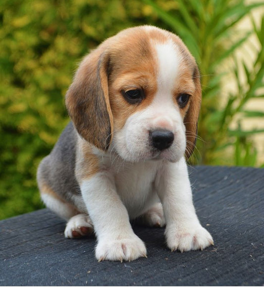 Get beagle puppies at best price in pune.