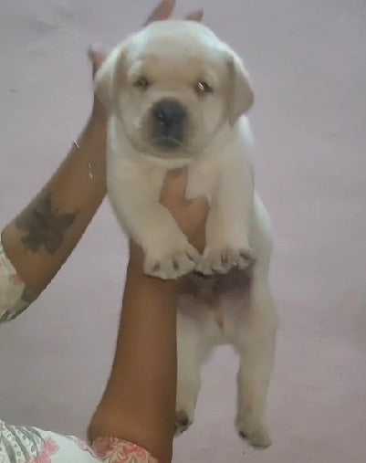 Labrador retriever pet shop in bangalore