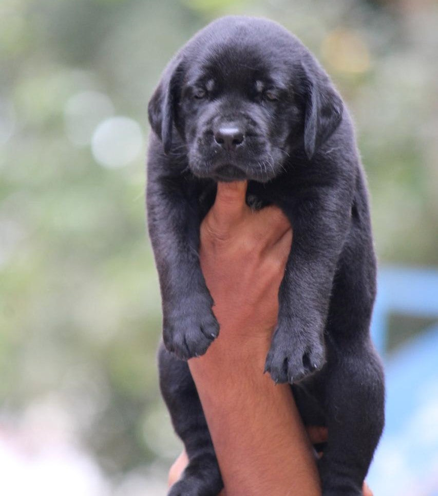 Buy Labrador Retriever puppies online from Chennai