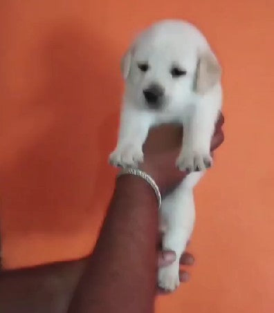 Labrador retriever pet shop in bangalore