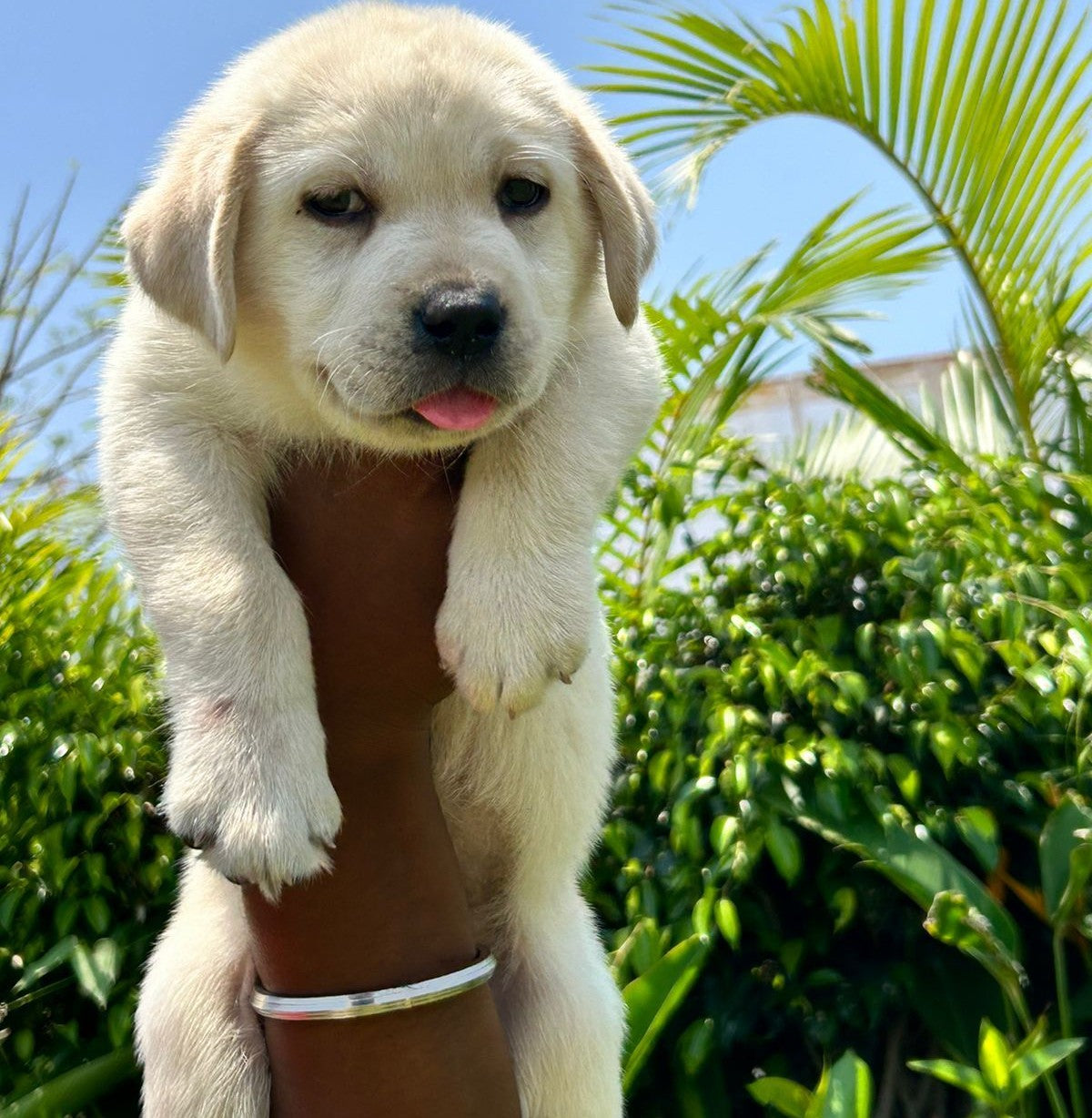 KCI Registered Labrador Retriever Puppies For Sale At Kolkata