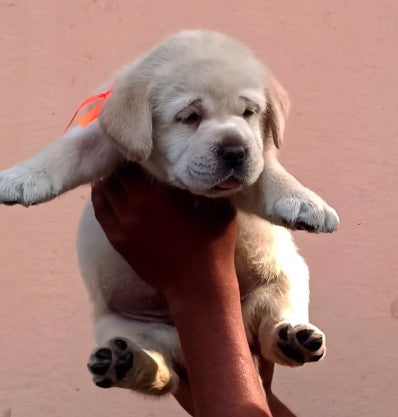 Buy labrador retriever puppy for sale in mumbai