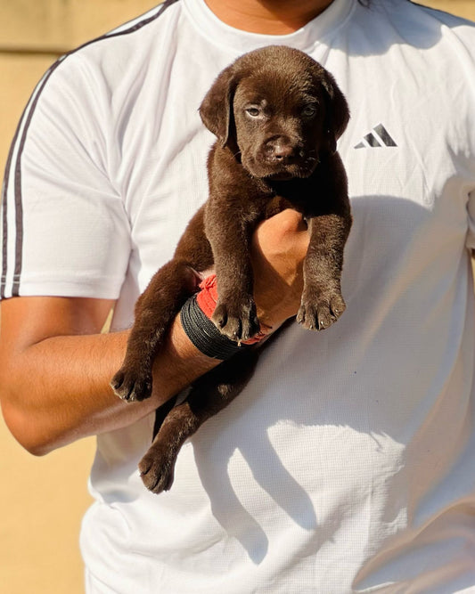 Labrador Retriever Puppy For Sale At Mumbai