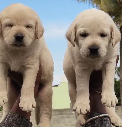 Pure Quality Lab puppies For Sale At Mumbai