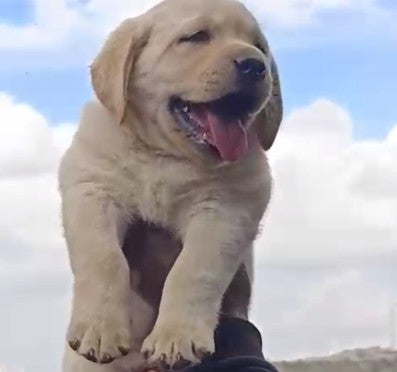 Pure Quality Lab puppies For Sale At Mumbai