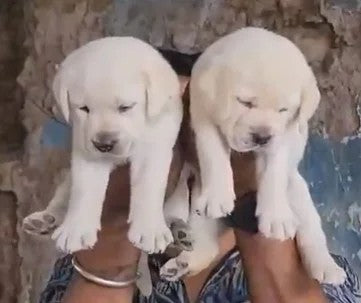 Labrador Retriever pet shop in Vizag
