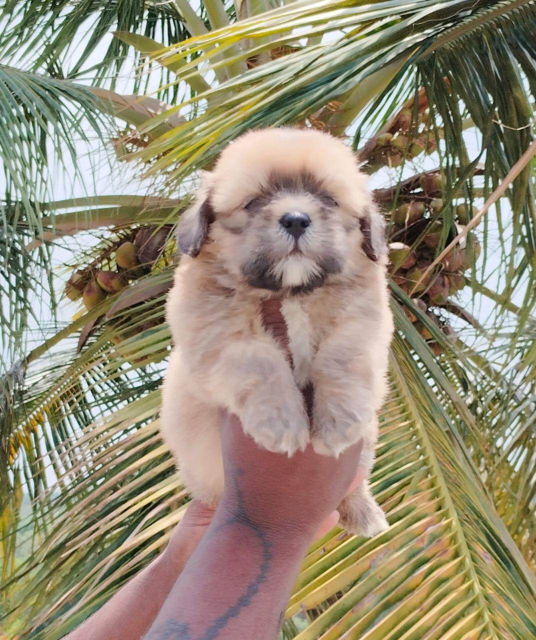 Buy Lhasa Apso puppies online from Hyderabad