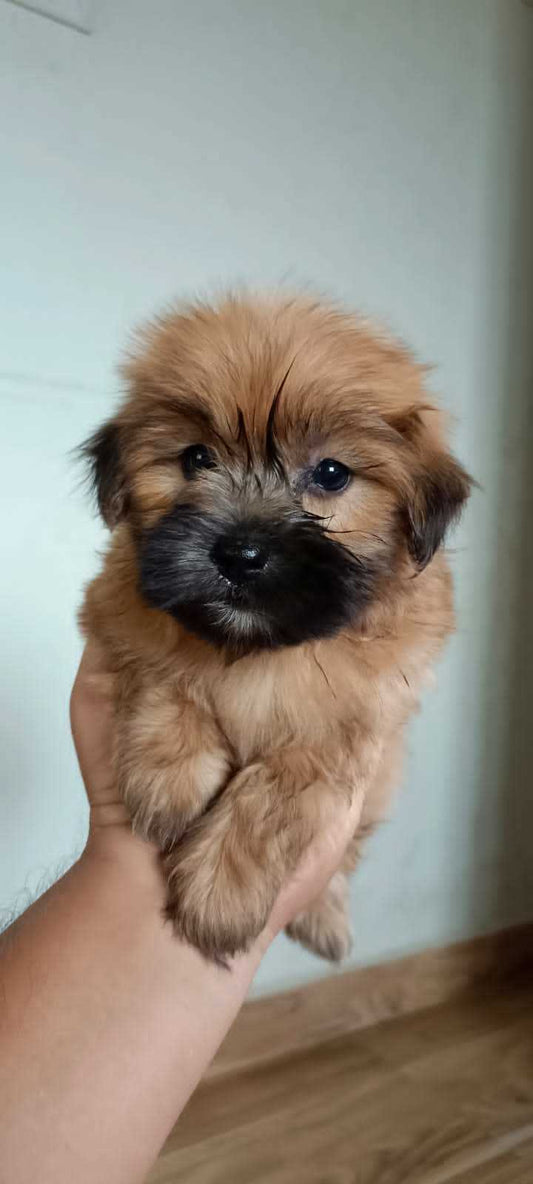 Brown Coloured Lhasa Apso Puppies For Sale At Goa