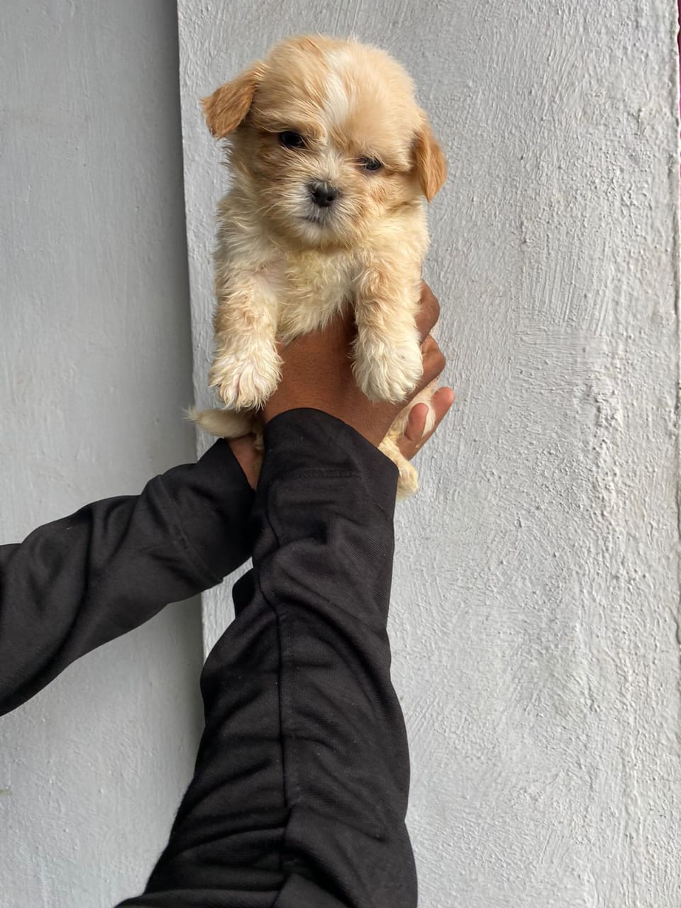 lhasa apso pet shop in jaipur