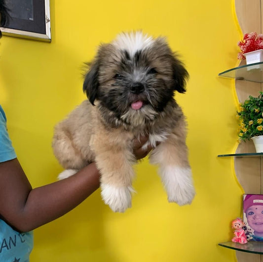 Brown Colured Lhasa Apso Puppies For Sale At Baner - Pune
