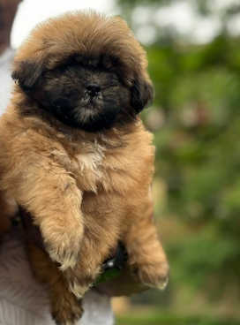 Lhasa apso male puppy price in ahmedabad