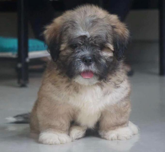 Lhasa apso dog price in ahmedabad