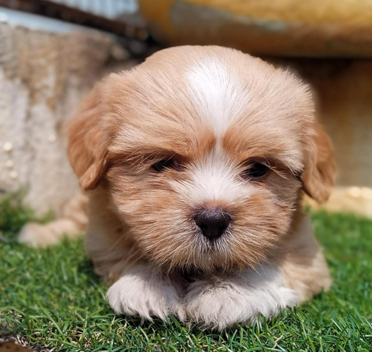 Lhasa apso dog breeder in ahmedabad