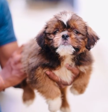 Lhasa apso puppy price in ahmedabad