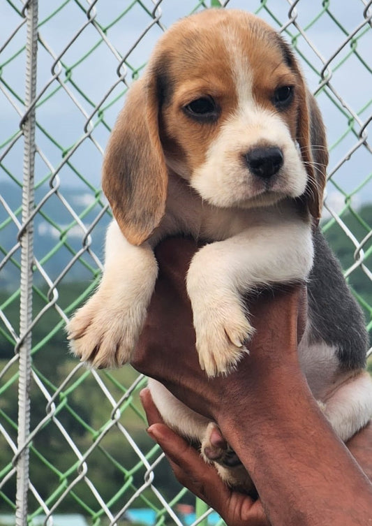 Buy Beagle Puppies From Pune