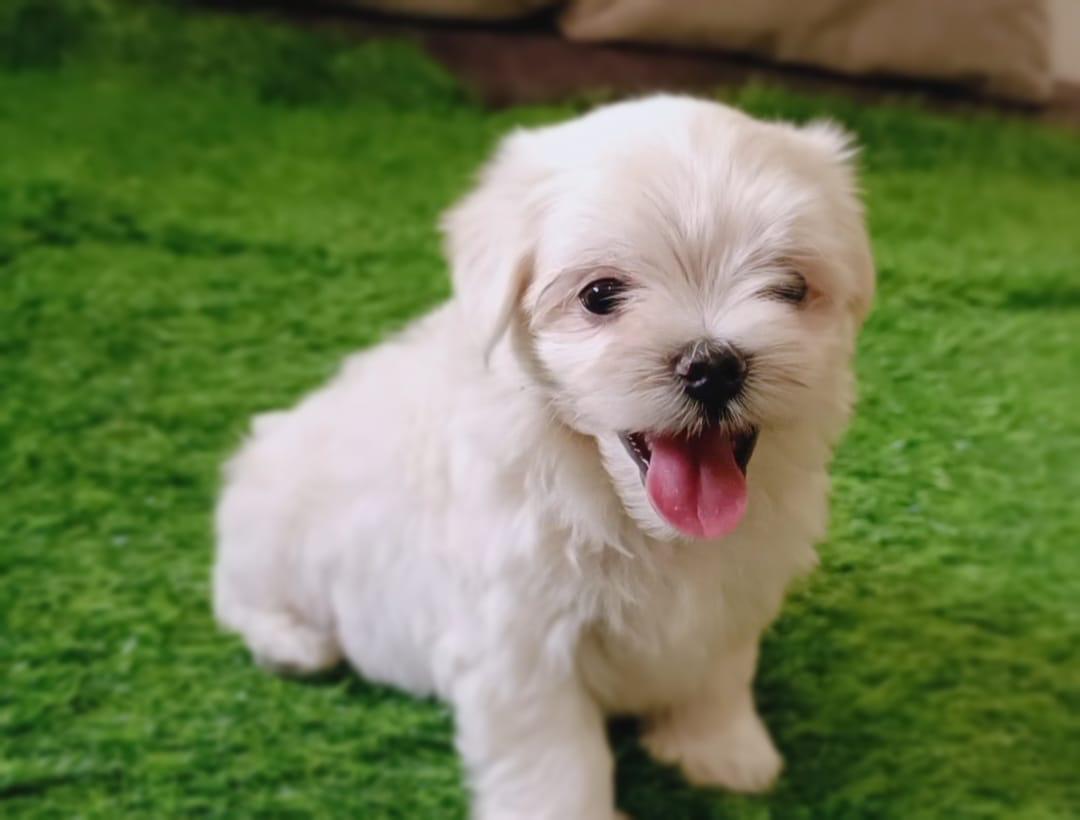 Maltese puppies for sale online in Chennai