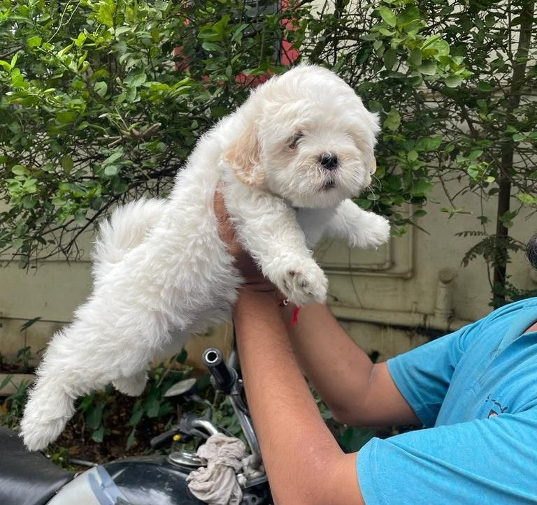 Healthy & Active Maltese Puppies For Sale At Goa