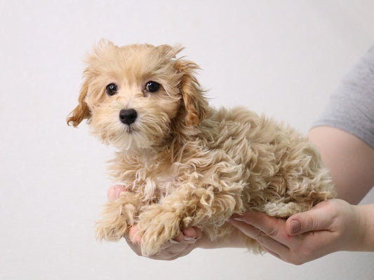 Maltese pet shop in Hyderabad