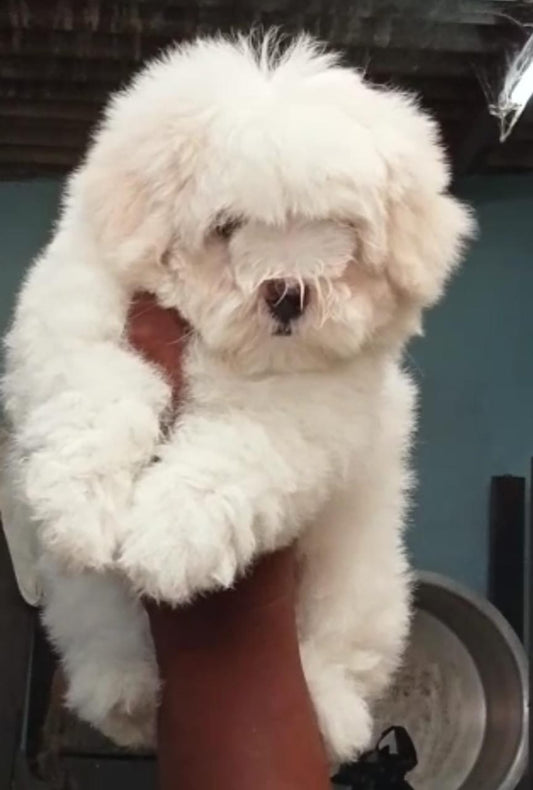 Buy Maltese puppies online from Hyderabad