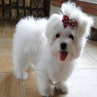Maltese dog price in Hyderabad