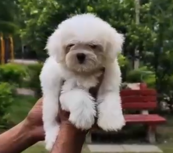 Maltese dog price in jaipur