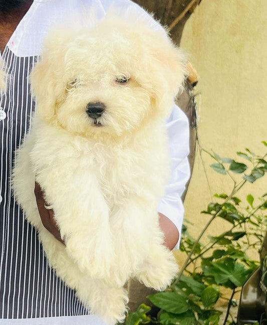 Maltese puppy price in ahmedabad
