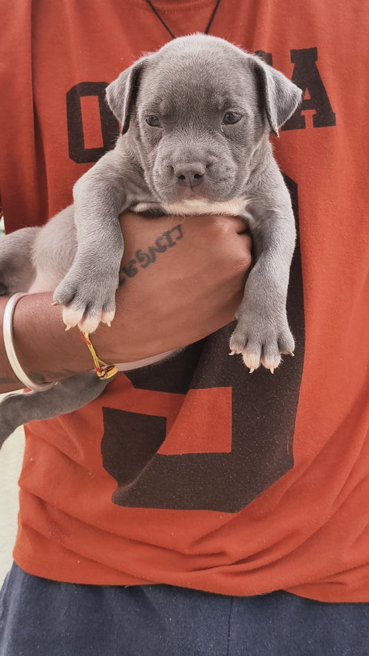 Buy Pitbull puppies online from bangalore