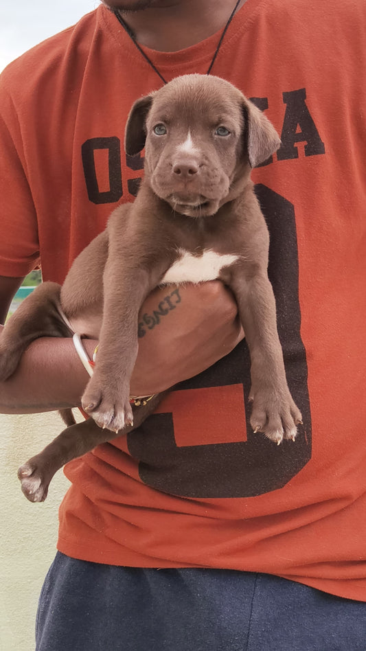 Pitbull puppies for sale online in bangalore