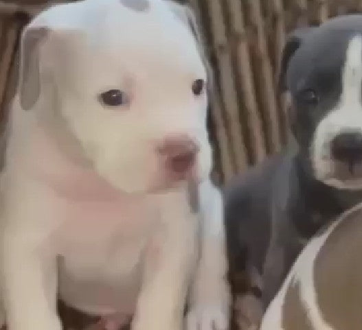 Pitbull pet shop in bangalore