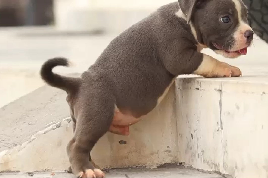 Pitbull price in bangalore