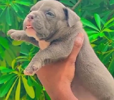 Pitbull pet shop in Kolkata