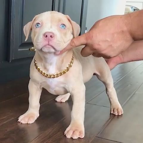 Pitbull pet shop in Vizag