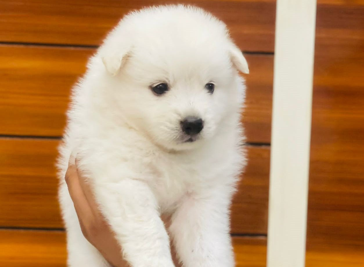 Pomeranian puppies for sale online in Hyderabad