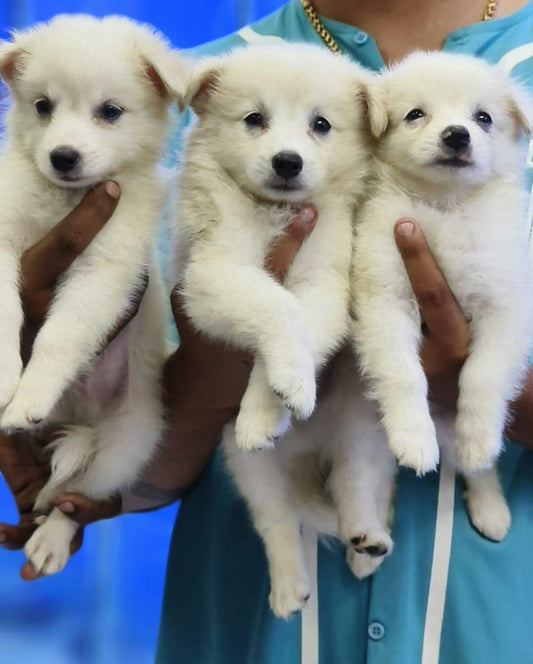 Pomeranian dog price in jaipur