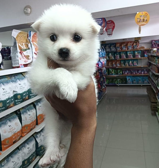 Pomeranian puppies for sale online in jaipur
