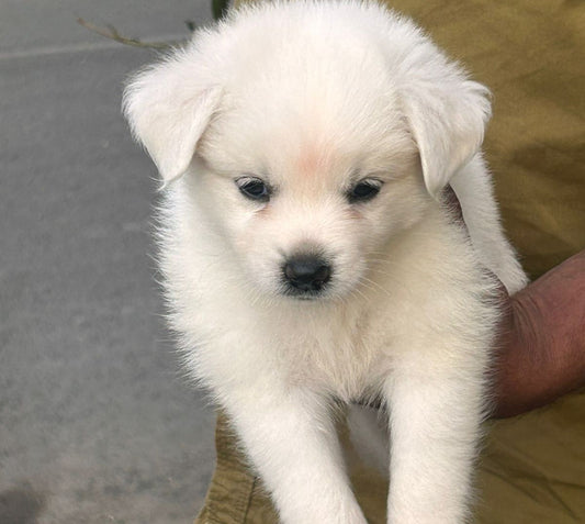 Pomeranian dog price in jaipur