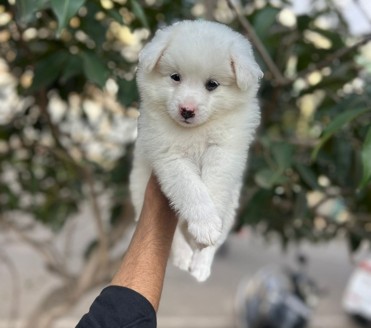 Purchase pomeranian puppies from jaipur