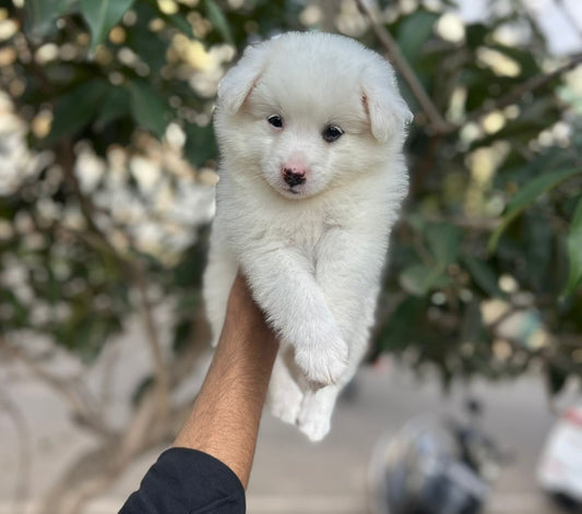 Purchase pomeranian puppies from jaipur