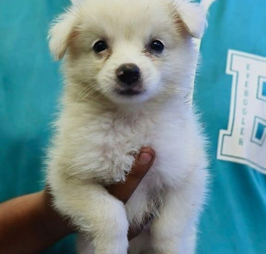 Two Male & One Female Pomeranian Puppies For Sale At Deccan - Pune