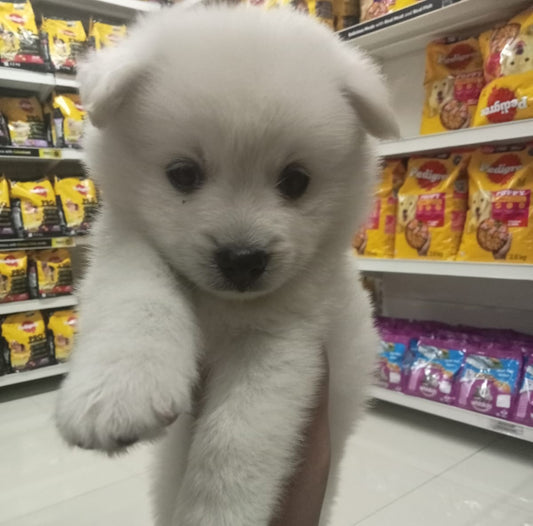 Pomeranian puppy price in ahmedabad