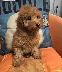 Poodle pet shop in bangalore
