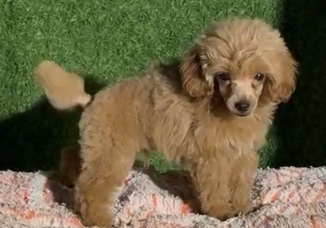 Poodle price in Chennai