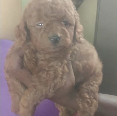 Buy Poodle puppies online from Chennai