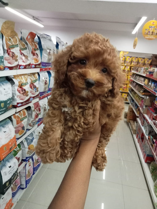 Poodle price in Hyderabad