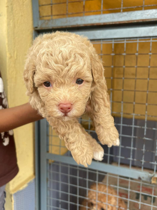 Poodle pet shop in Hyderabad